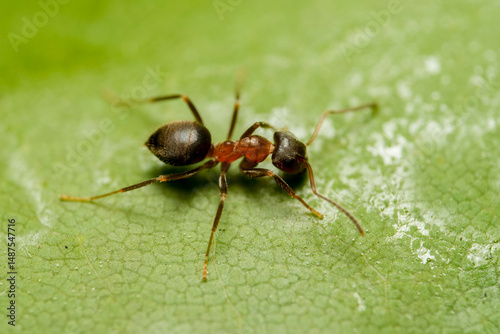ant on leaf