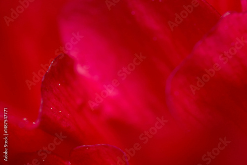red tulip macro