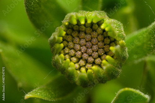 yellow flower bud