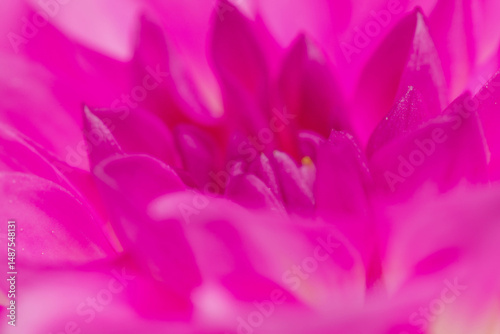 close up of pink flower
