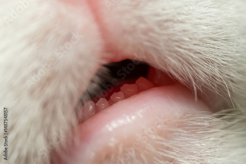 close up of a cat