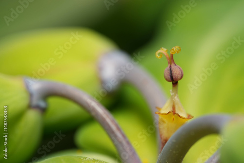 bud of a tree