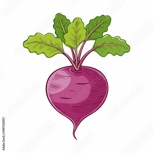 Perfect Vector Illustration of Beetroot — Fresh Organic Vegetable Icon for Food and Healthy Design
