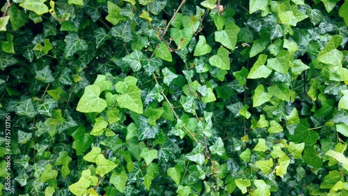 Green ivy leaves with raindrops in motion