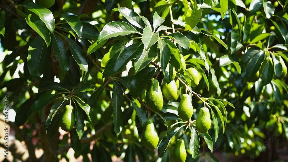 avocado on tree