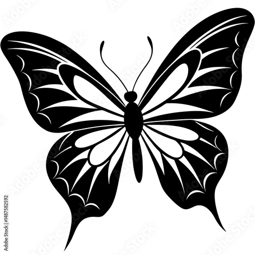 butterfly vector illustration
