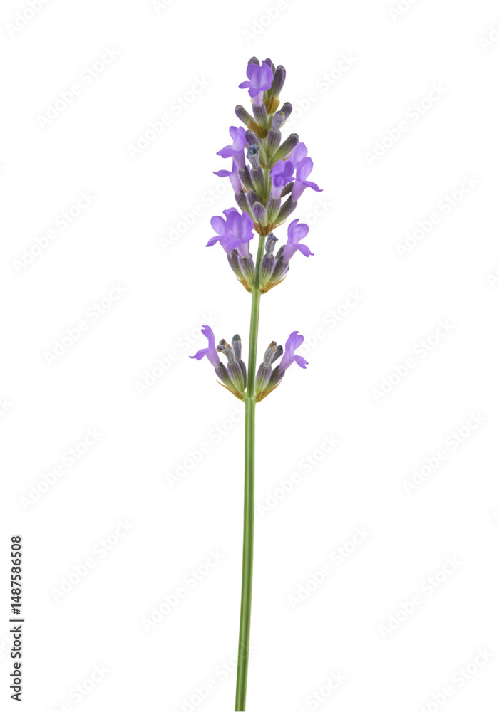 Fototapeta premium Close-up of a lavender sprig