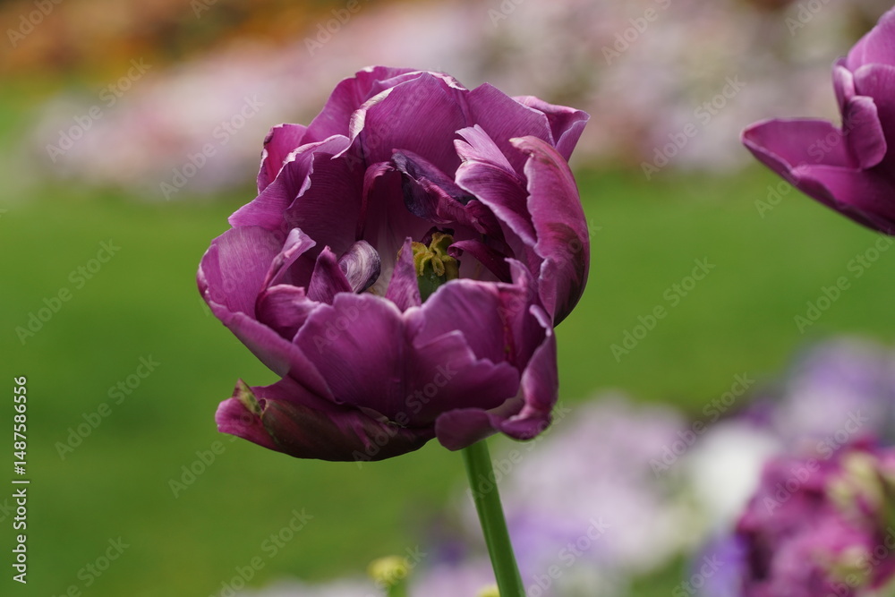 custom made wallpaper toronto digitalViolette Tulpe, tulipa, Familie Liliaceae mit weichem schönen Bokeh