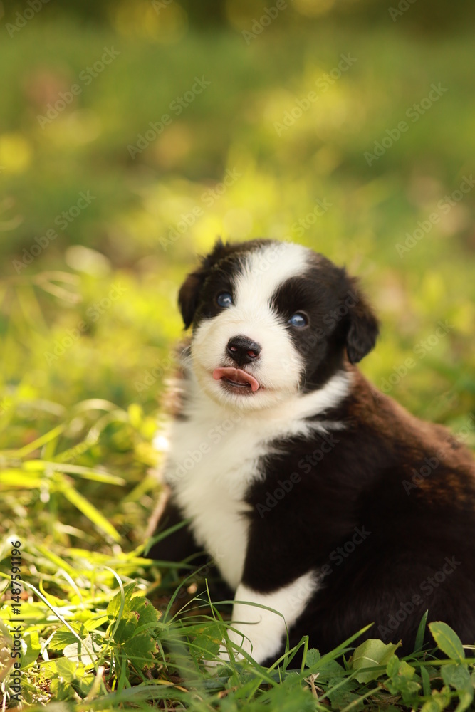 A black and white puppy is sitting in the grass A black and white puppy is sitting in the grass