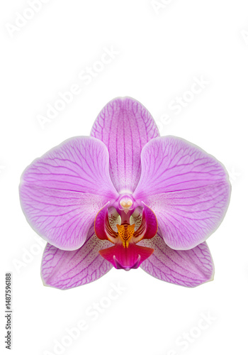 Close-up of a vibrant pink orchid (1)