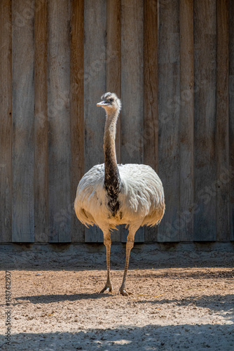 Obraz na płótnie A photo of a large bird standing in front of a wooden fence