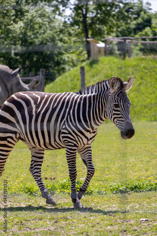 Fototapeta premium A photo of a zebra standing in a field with a donkey in the background