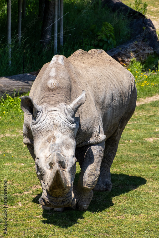 Naklejka premium A photo of a rhino is standing in the grass