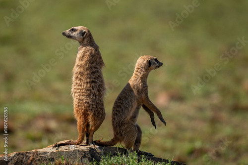 Fényképezés A pair of meerkats standing gaurd