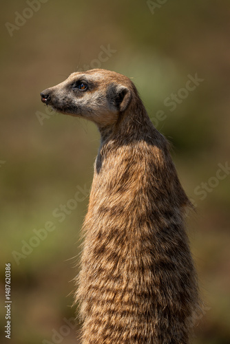 Foto Closeup of a meerkat standing gaurd
