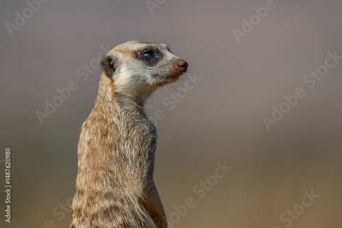 Closeup of a meerkat with a plain background