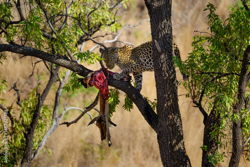 A leopard feeding on an impala carcase in a tree
