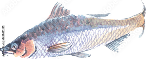 Fish painted in watercolor