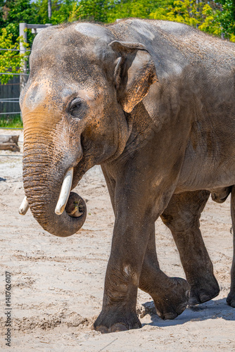 A photo of a large elephant walking on a dirt covered ground