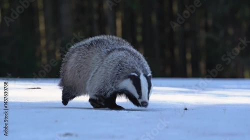 European Badger Running Through Forest During Wintertime