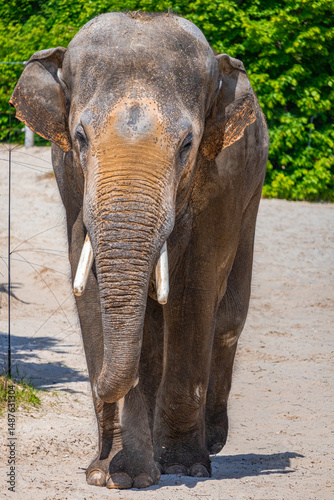 A photo of an elephant walking on a dirt road with a bush in the background