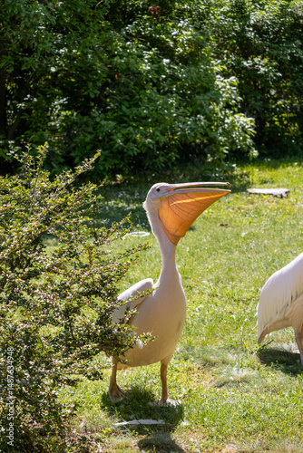 A photo of two birds standing in the grass near a bush