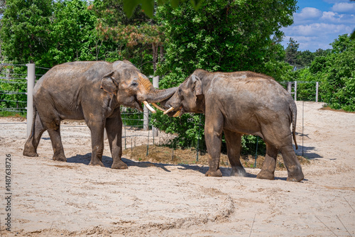 Photography A photo of two elephants standing in a dirt field next to a fence