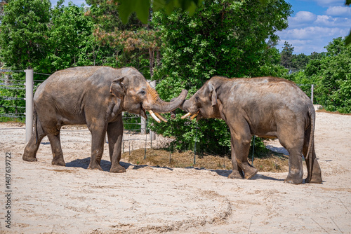 Photography A photo of two elephants standing in a dirt field with trees in the background