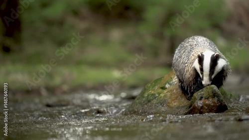 European badger sniffing on the rock inside water stream in a dark forest. Meles meles
