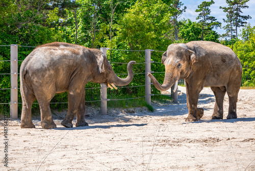 Photography A photo of two elephants standing in a dirt field next to a fence