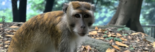 Mature monkey on forest floor with thoughtful expression