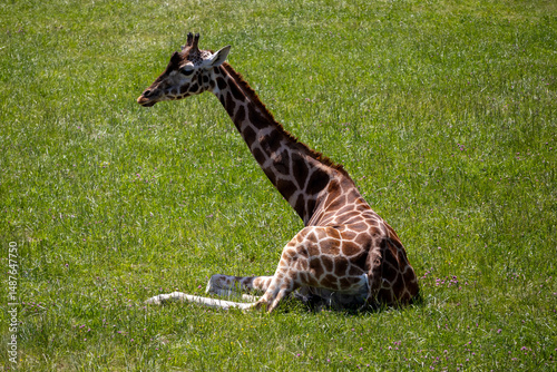A photo of a gife sitting in the grass