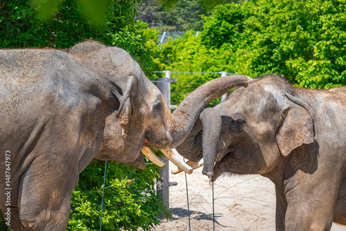 Photography A photo of two elephants are standing in a fenced area