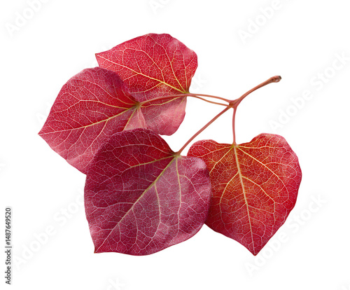 Clean isolated Redbud foliage with vibrant detail