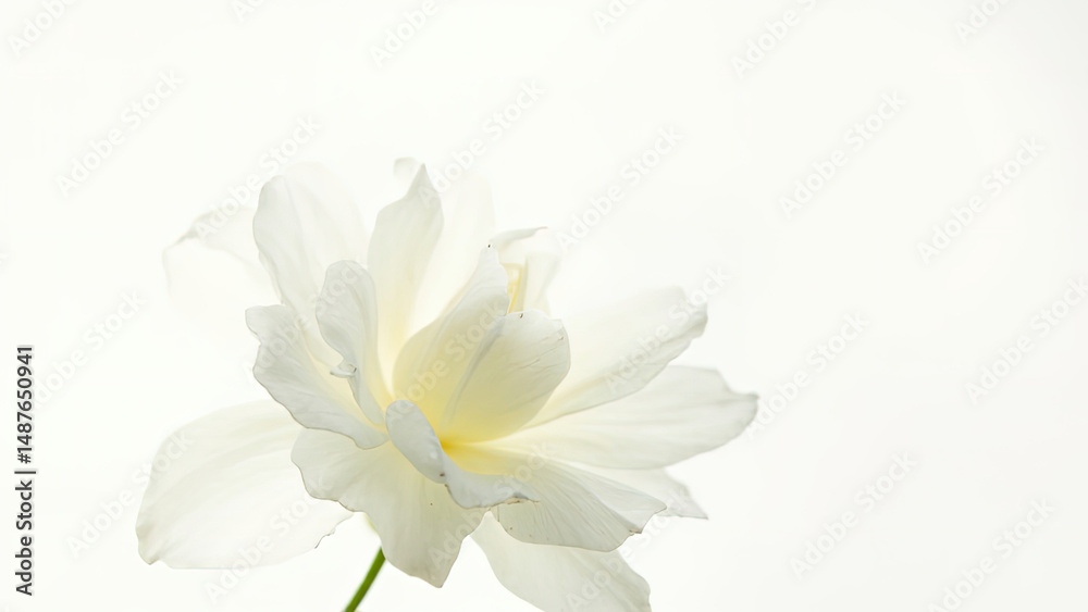 Obraz premium Elegant close up of a white flower blooming against a soft white background demonstrating delicate petals and natural beauty