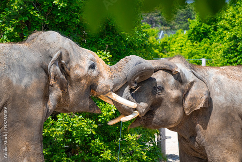 A photo of two elephants are touching each other elephants