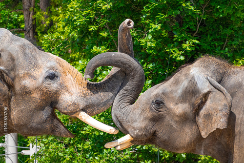 A photo of two elephants are touching each other elephants