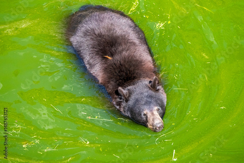 A photo of a bear swimming in a body of water