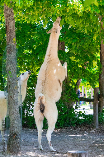 A photo of a white bear standing on its hinds