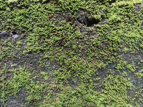 Moss-Covered Wall Surface Close-Up Texture Background. Close-up image of vibrant green moss growing across an aged, dark wall. Perfect for natural textures and organic background design