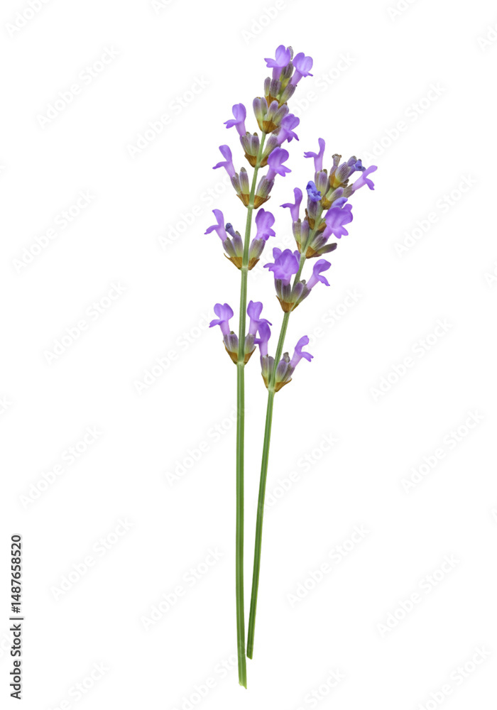 Naklejka premium Lavender sprig, close-up (2)