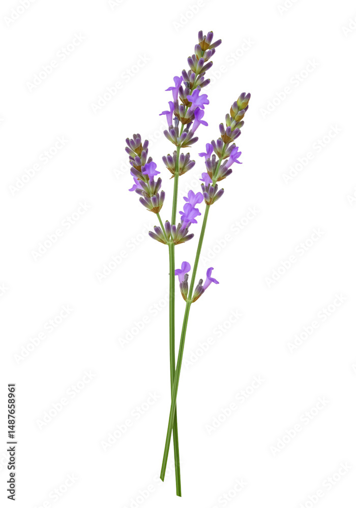 Naklejka premium Lavender sprig close-up (10)