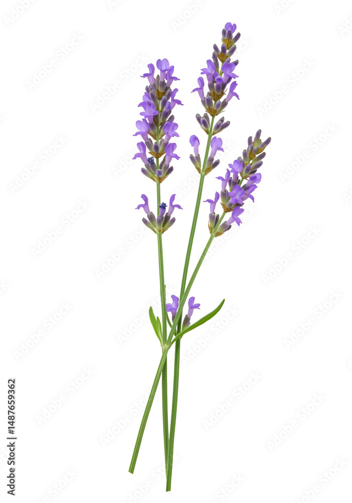 Fototapeta premium Lavender sprigs against black