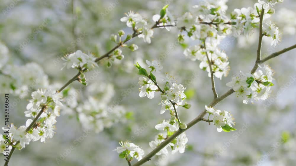 A Beautiful Blooming White Flower Branch Radiates Fresh Beauty in the Lovely Springtime A Beautiful Blooming White Flower Branch Radiates Fresh Beauty in the Lovely Springtime