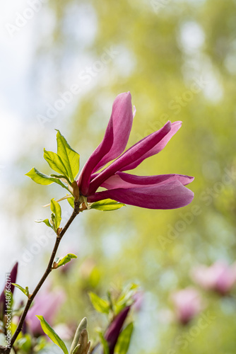 Close-up view of a blooming magnolia flower branch photo
