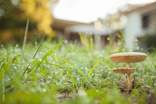 Pair of toxic mushrooms growing among stalks of dewy grass photo