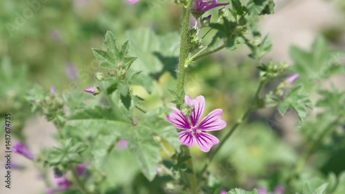 Close-up of vibrant pink-purple striped Malva flowers with green foliage in natural daylight. Captures the delicate beauty of summer wildflowers