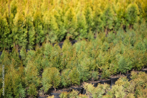 Neat rows of pots with green thuja seedlings