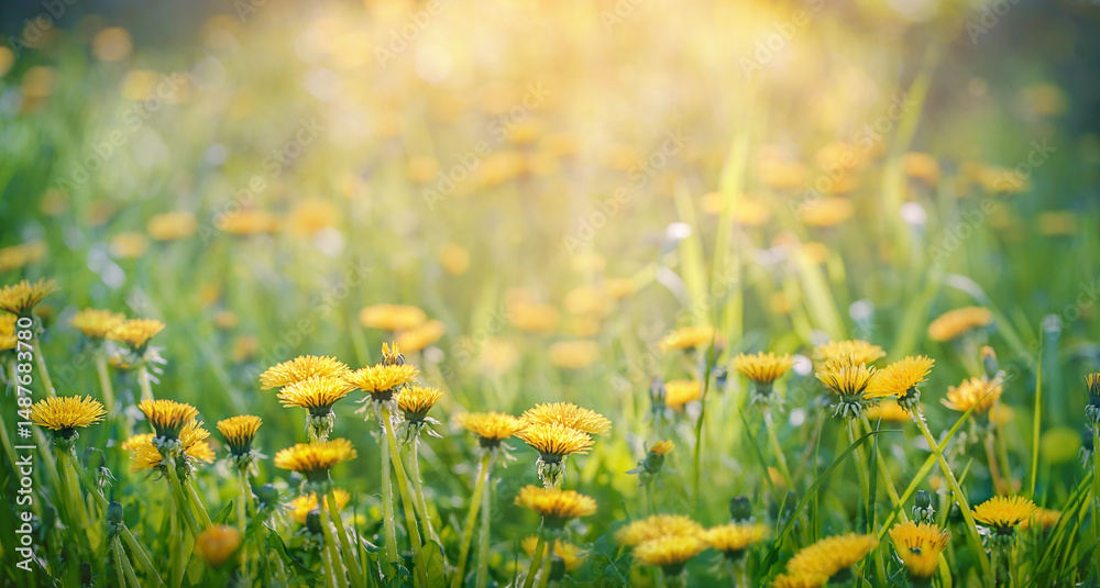 Obraz premium glade of yellow dandelions in the sunset sunlight