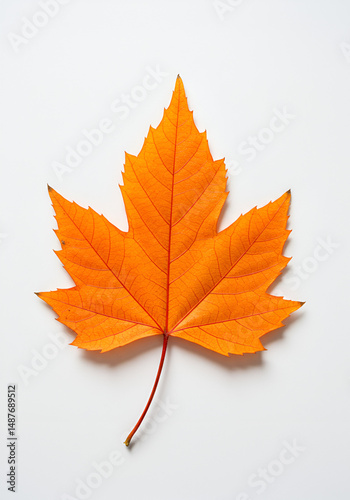 Vibrant fall leaf against white background
